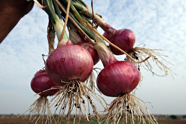 Кракен зеркало onion